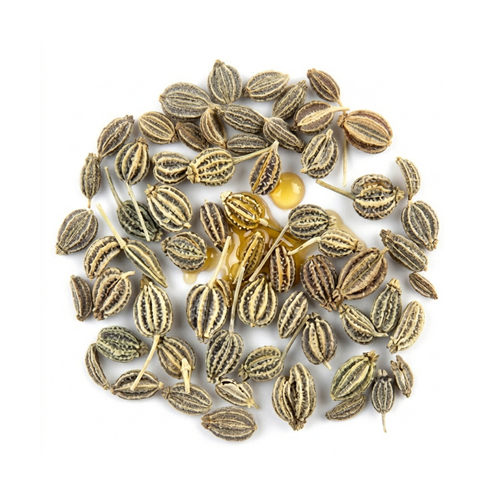 Ajowan Oil (Ptychotis ajowan)