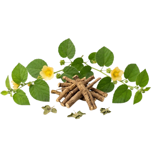 Bala (Sida cordifolia)
