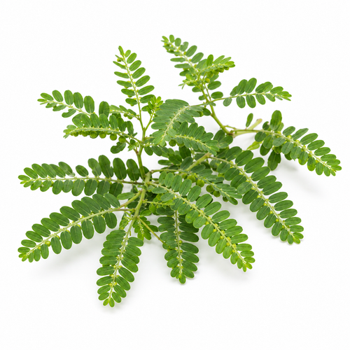 Phyllanthus niruri (Bhui Amla)