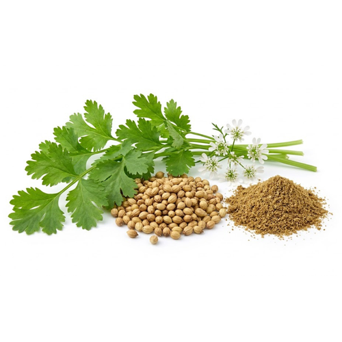 Dhanya (Coriander)