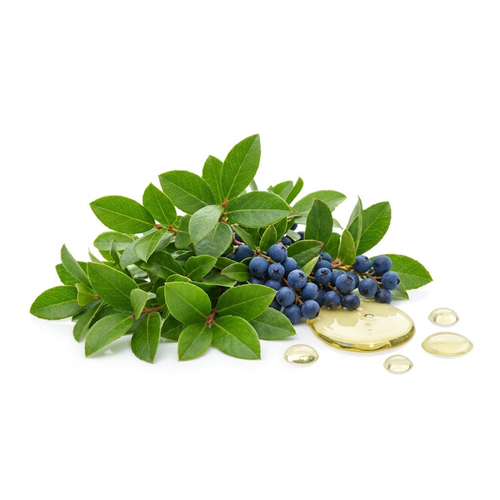 Gandhpura Oil (Gaultheria fragrantissima)