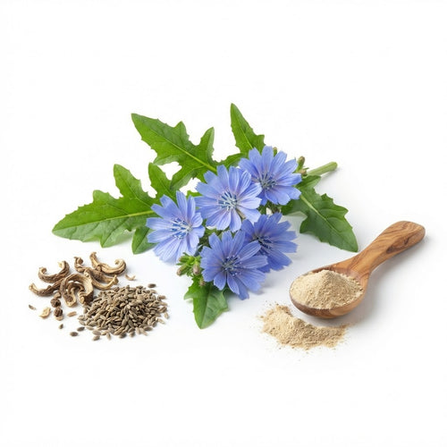 Kasani (Cichorium intybus)