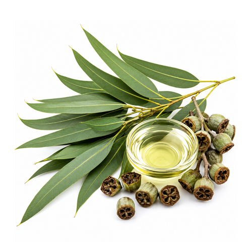 Nilgiri Oil (Eucalyptus globulus)