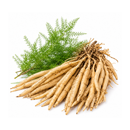 Shatavari (Asparagus racemosus)