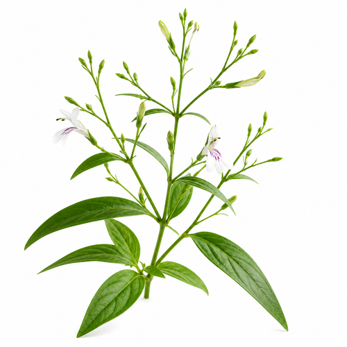 Andrographis paniculata (Kalmegh)